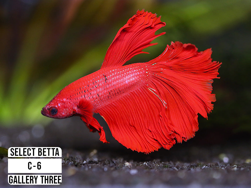 Premium Select Betta Fish (Betta splendens) - WYSIWYG Gallery Three