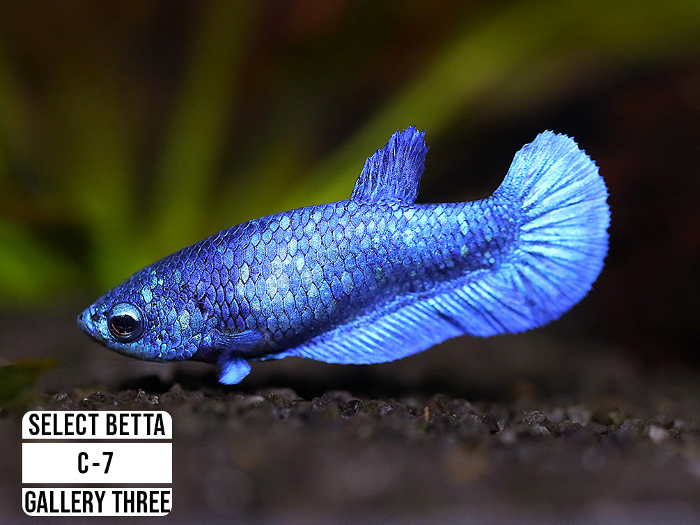 Premium Select Betta Fish (Betta splendens) - WYSIWYG Gallery Three