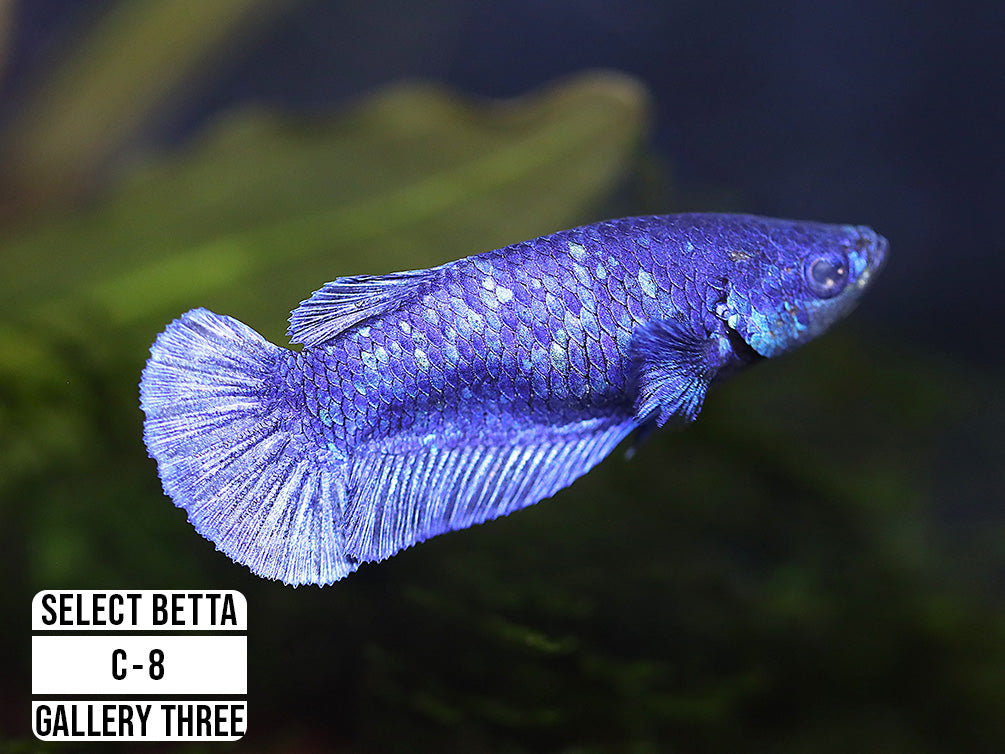 Premium Select Betta Fish (Betta splendens) - WYSIWYG Gallery Three