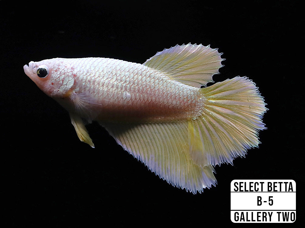 Premium Select Betta Fish (Betta splendens) - WYSIWYG Gallery Two