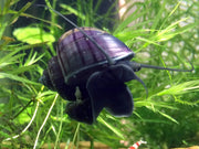 B-Grade Mystery Snails (Pomacea bridgesii) - Tank-Bred!