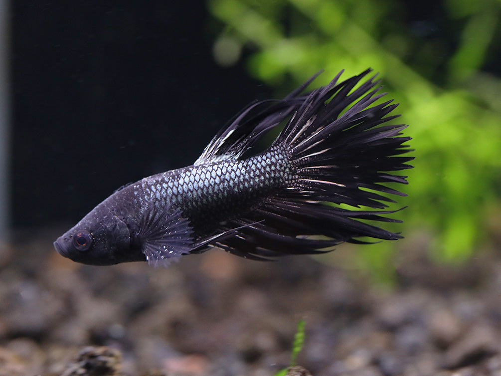 Black Orchid Crowntail Male Betta (Betta splendens) Tank Bred
