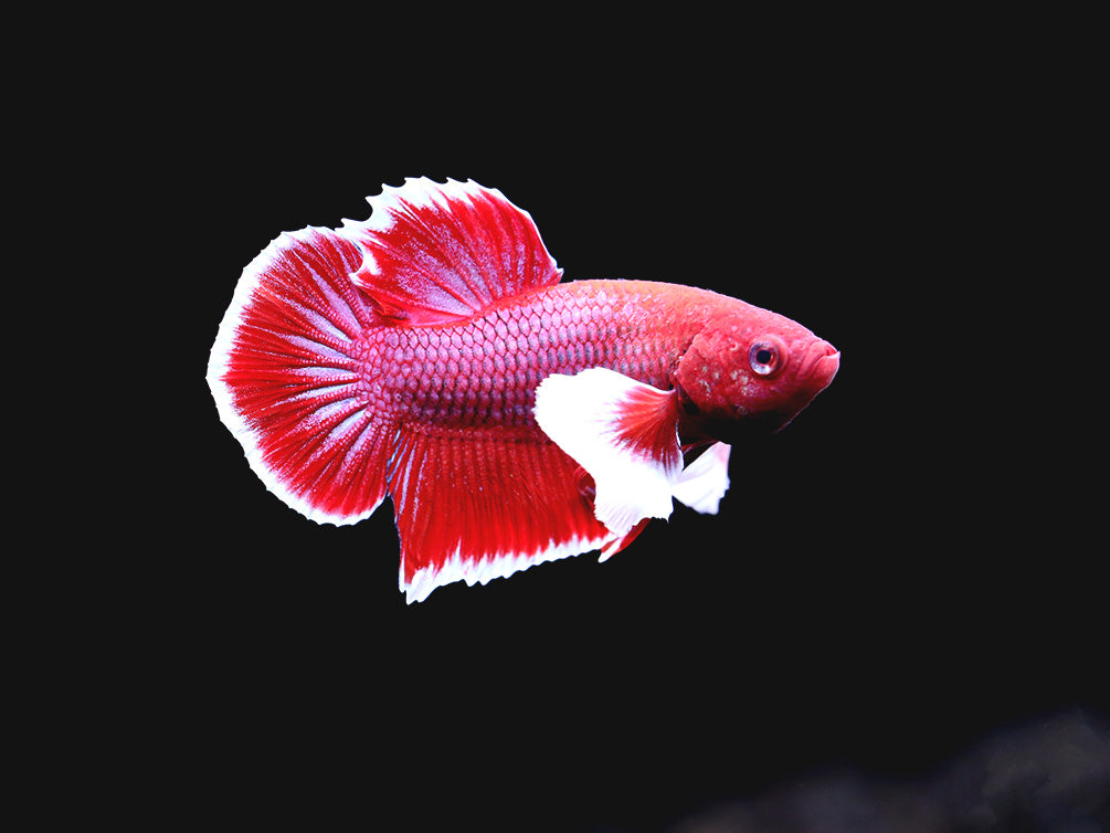 Dumbo Ear Halfmoon Plakat Male Betta (Betta splendens) - Tank Bred