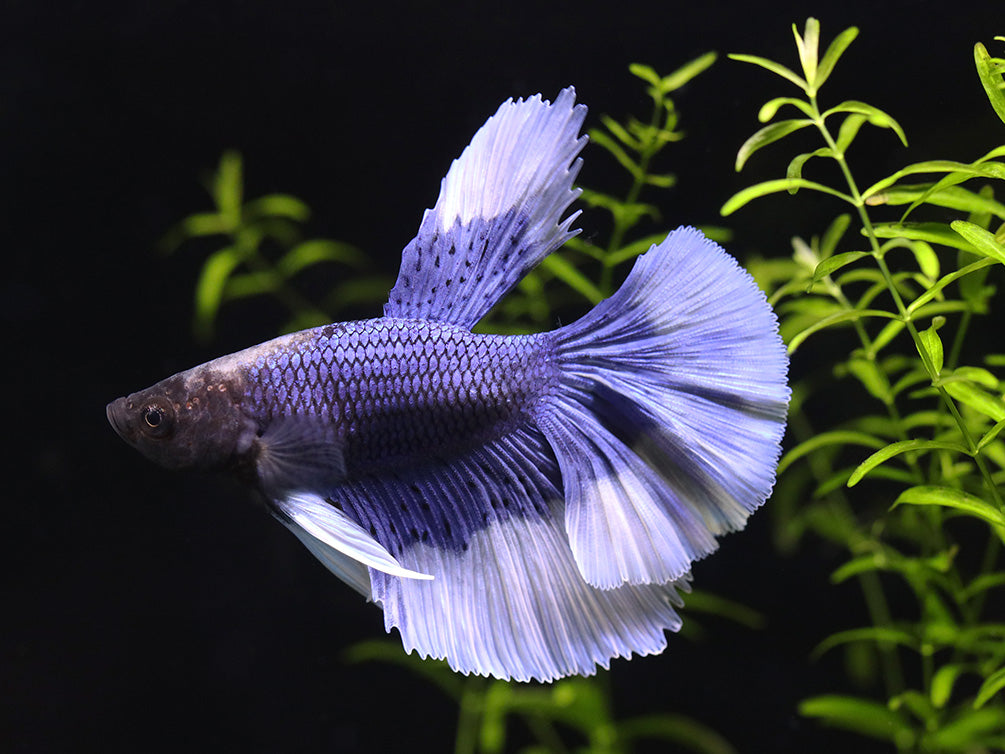Halfmoon Butterfly Male Betta (Betta splendens) - Tank Bred