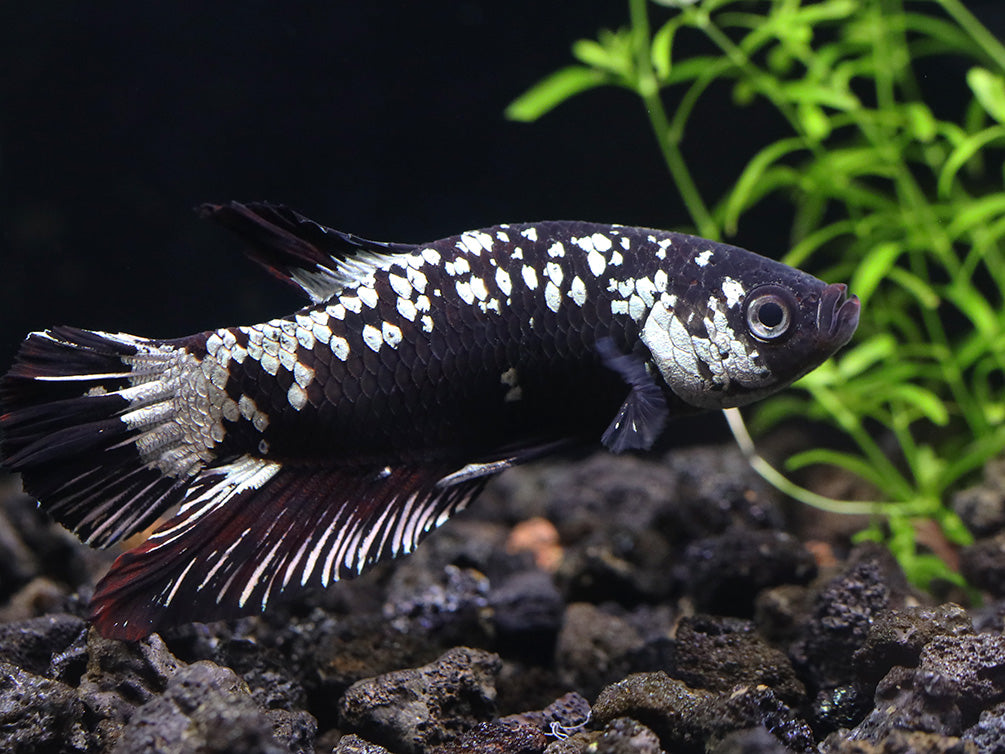 Black Dragon Male Betta (Betta splendens) - Tank Bred