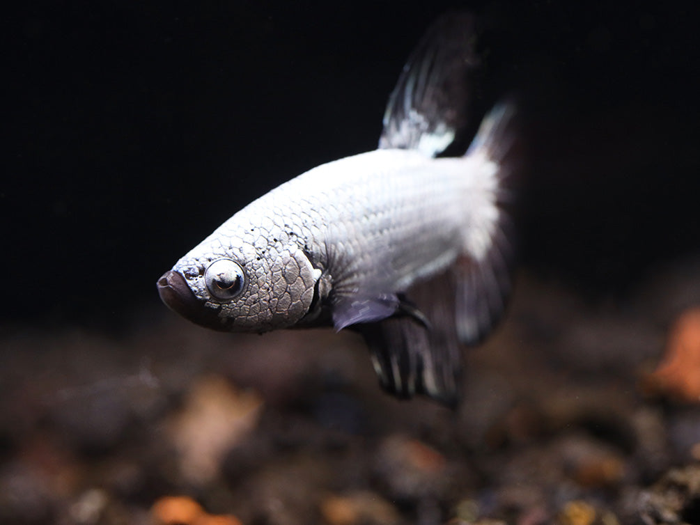 Black Dragonscale Male Betta (Betta splendens) - Tank Bred 