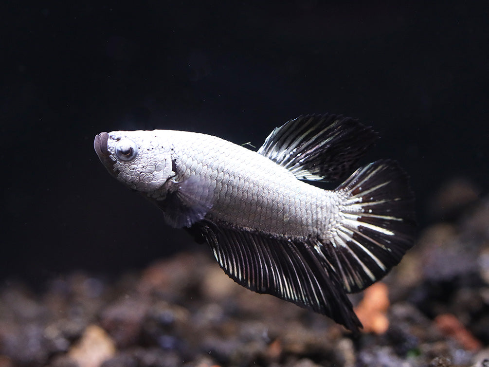 Black Dragonscale Male Betta (Betta splendens) - Tank Bred