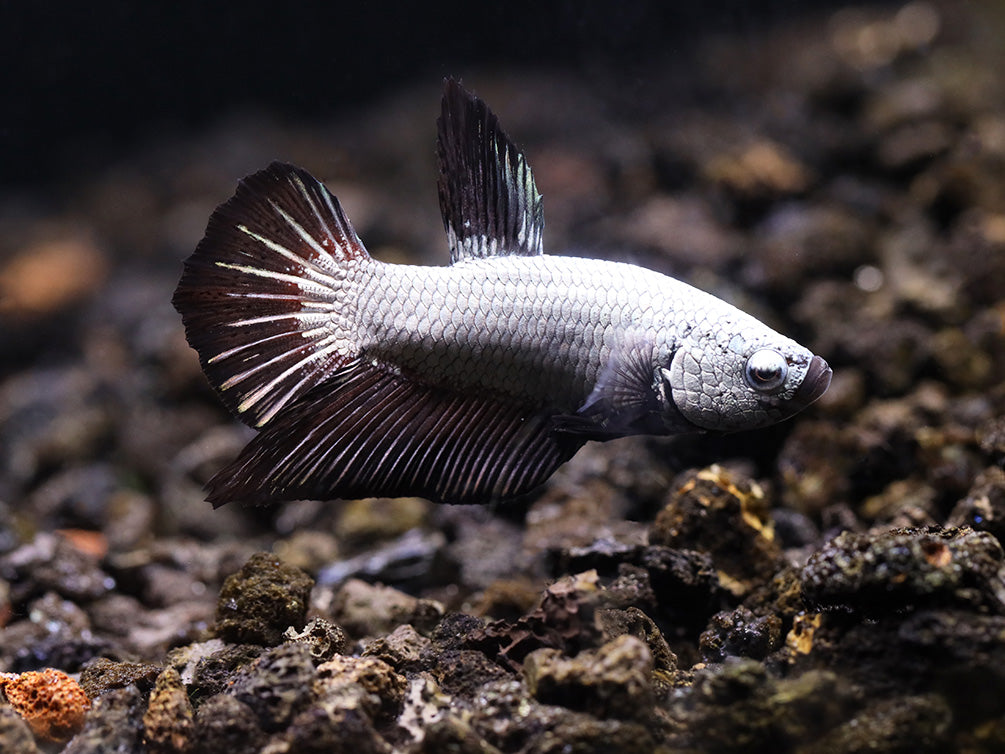 Black Dragonscale Male Betta (Betta splendens) - Tank Bred 