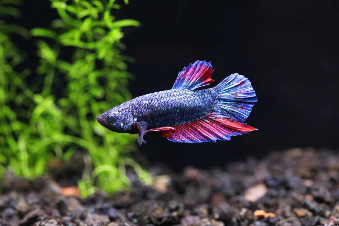 Red Dragon Plakat Male Betta (Betta splendens) - Tank Bred