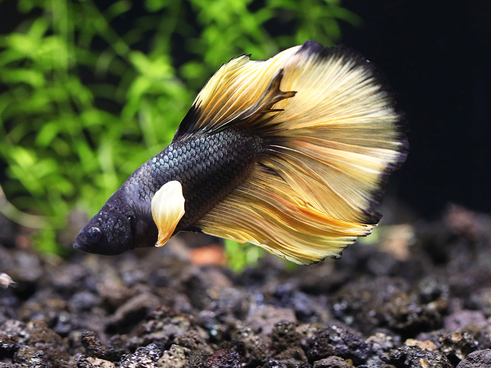 Halfmoon Mustard Gas Male Betta (Betta splendens) - Tank Bred