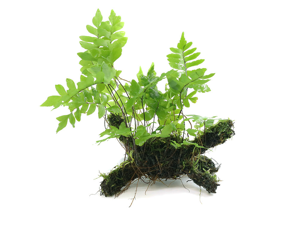 Adiantum Philippense with Vesicularia Dubyana (Java Moss) on Wood