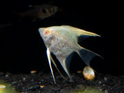 Albino Angelfish (Pterophyllum scalare), Tank Bred