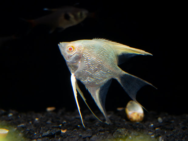 Albino Angelfish (Pterophyllum scalare), Tank Bred