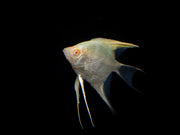Freshwater Albino Angel fish with Pearl Scales. Albino Angelfish for sale at aquatic arts.