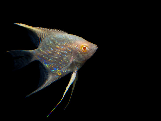 Freshwater Albino Angelfish with pearl scales for sale at Aquatic Arts