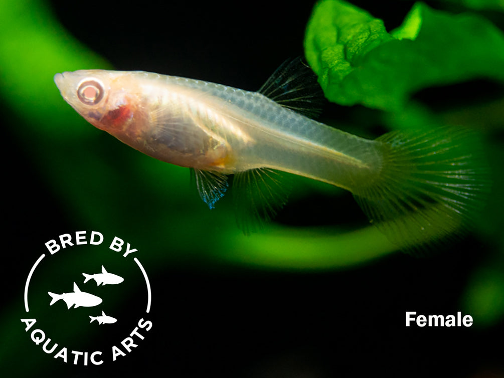 Albino Gold Saddle Guppy (Poecilia reticulata), BREDBY: Aquatic Arts