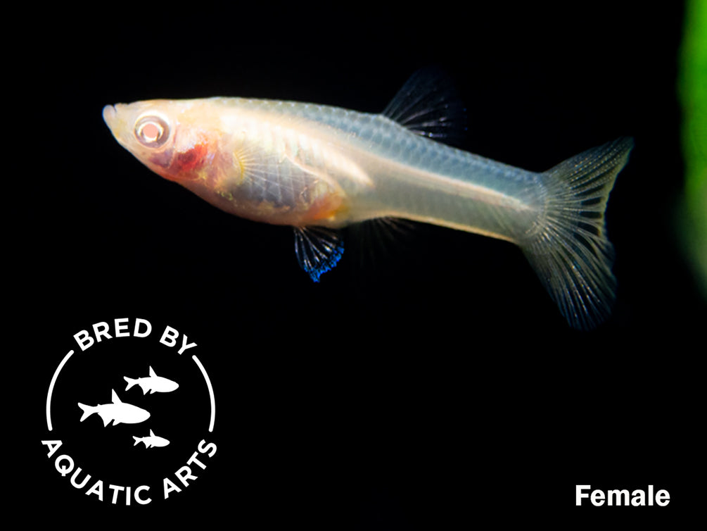 Albino Gold Saddle Guppy (Poecilia reticulata), BREDBY: Aquatic Arts