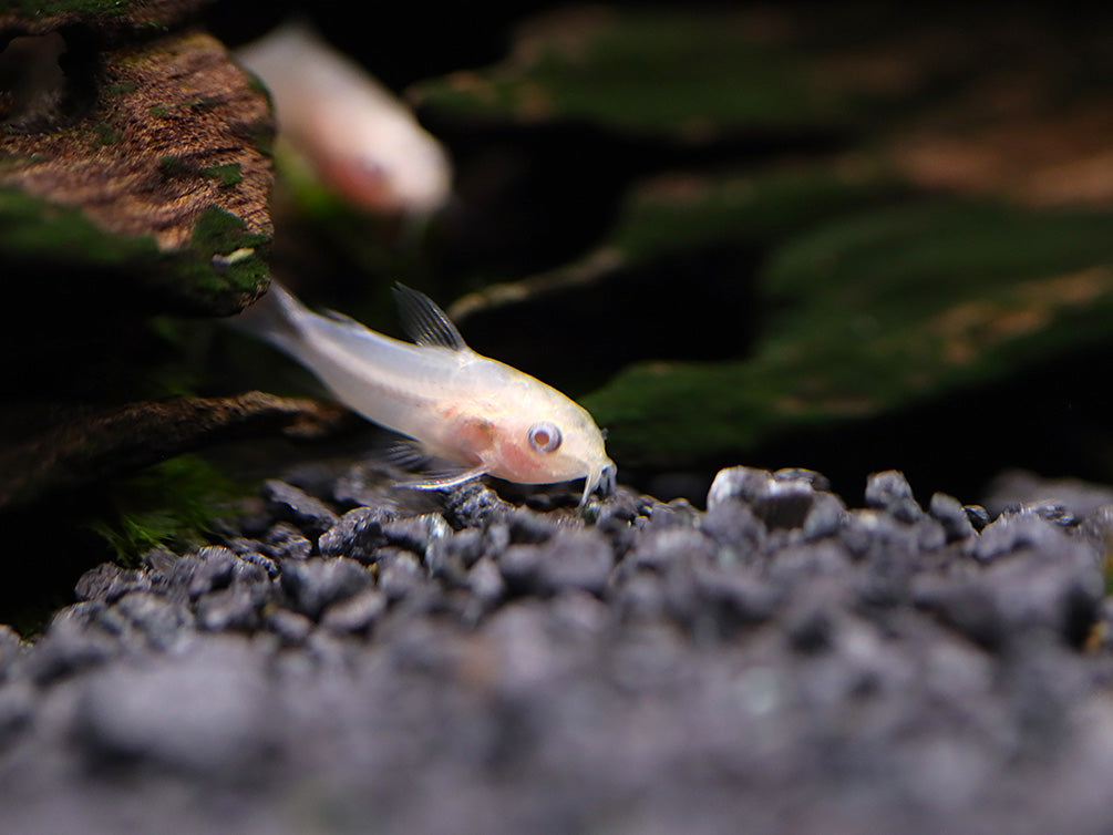 Albino Pygmy Corydoras (Corydoras pygmaeus 'Albino') – Tank Bred