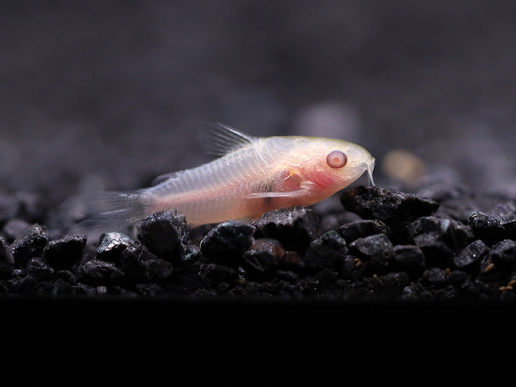 Albino Pygmy Corydoras (Corydoras pygmaeus 'Albino') – Tank Bred