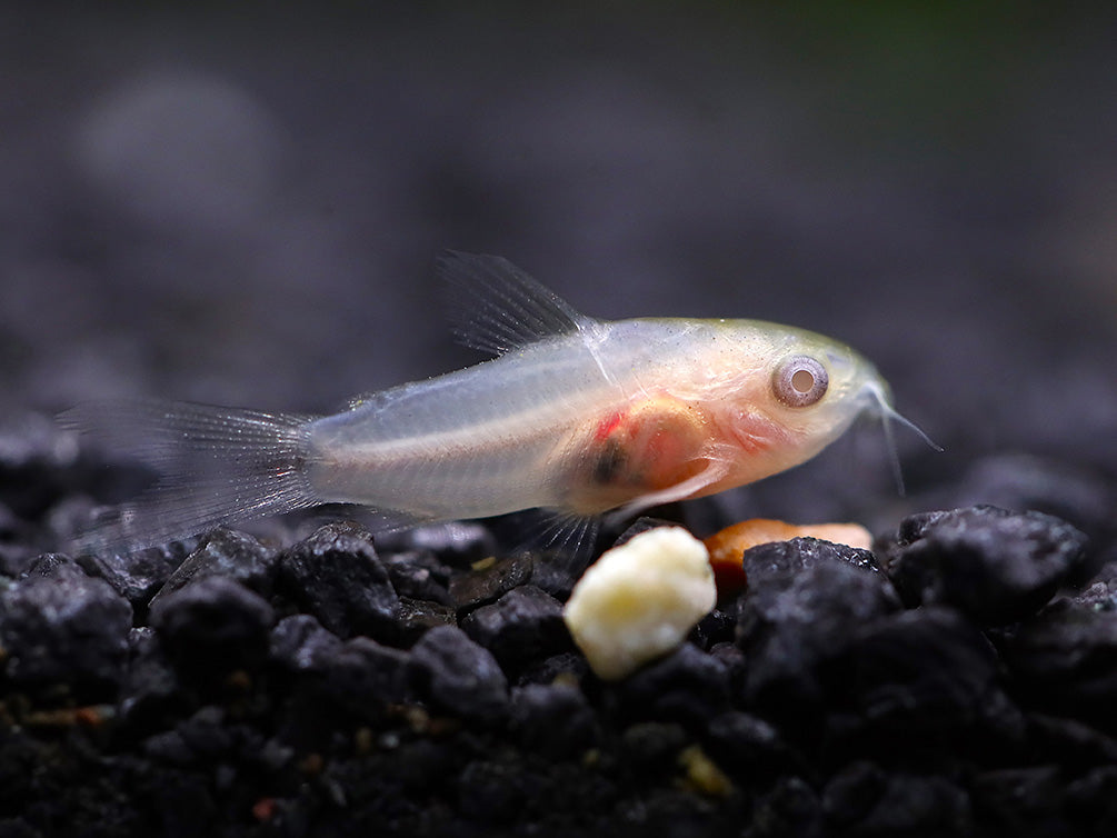 Albino Pygmy Corydoras (Corydoras pygmaeus 'Albino') – Tank Bred