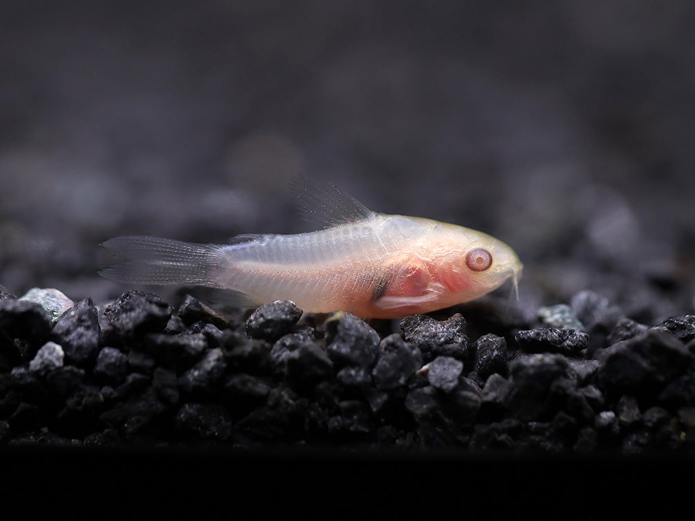 Albino Pygmy Corydoras (Corydoras pygmaeus 'Albino') – Tank Bred