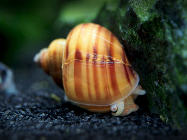 Chestnut AKA Albino Mystery Snails (Pomacea bridgesii) - Tank-Bred!