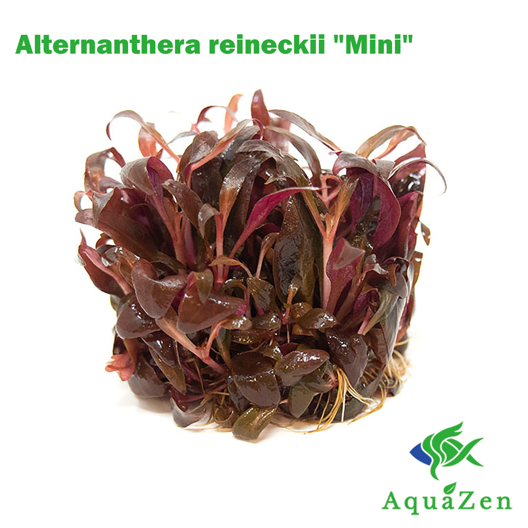 Mini Scarlet Temple (Alternanthera reineckii "Mini") Tissue Culture