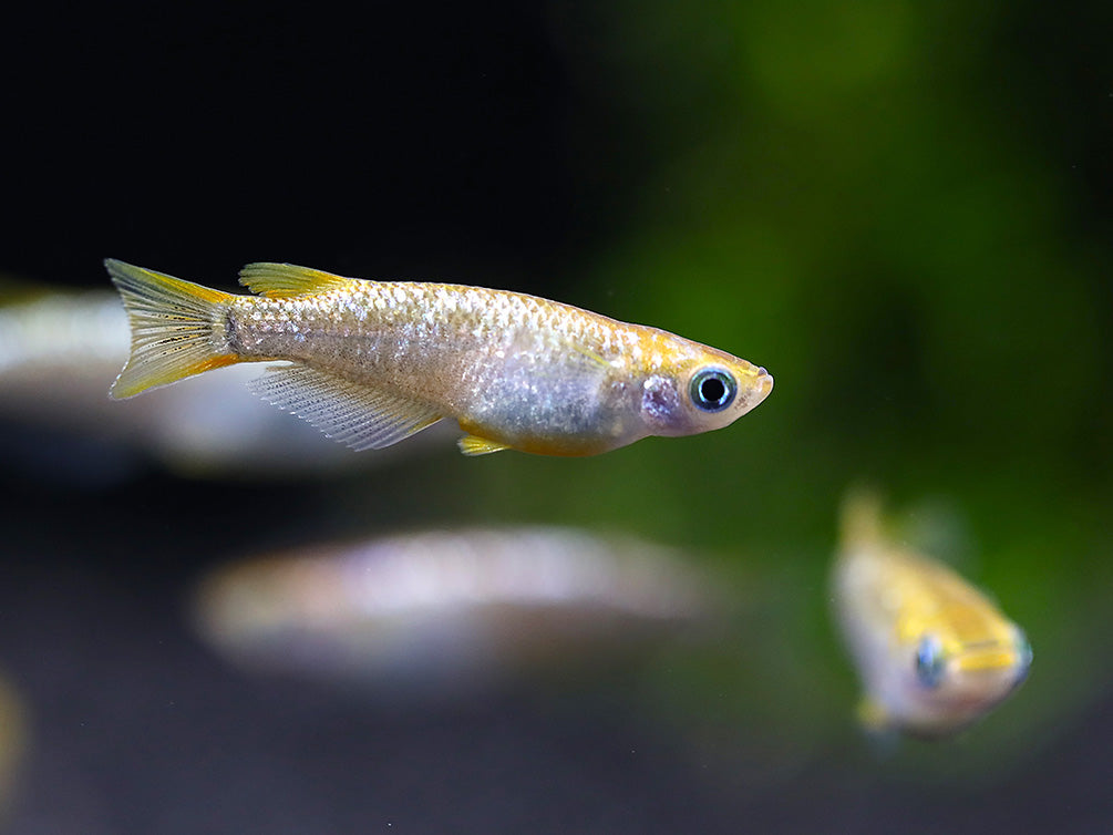 Amber Lame Medaka Ricefish (Oryzias latipes 'Amber Lame') – Tank-Bred