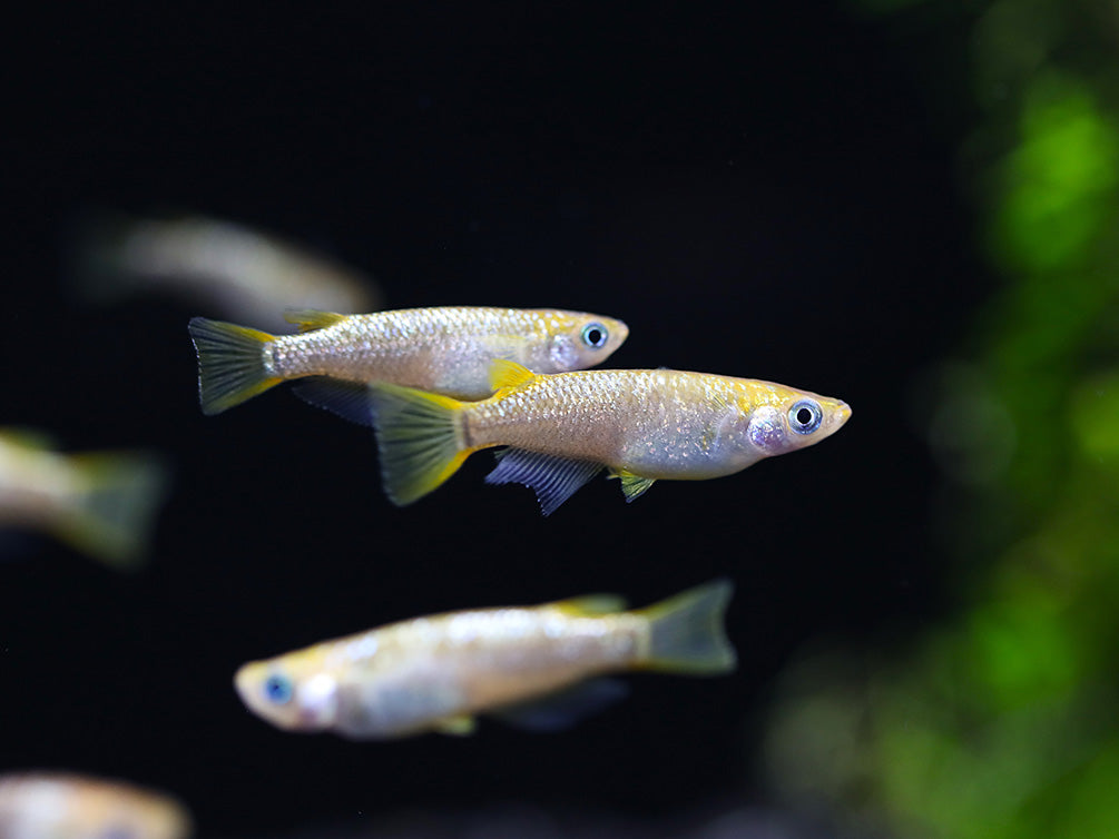 Amber Lame Medaka Ricefish (Oryzias latipes 'Amber Lame') – Tank-Bred