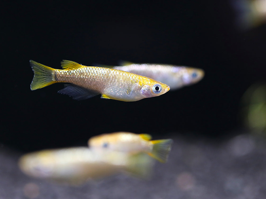Amber Lame Medaka Ricefish (Oryzias latipes 'Amber Lame') – Tank-Bred