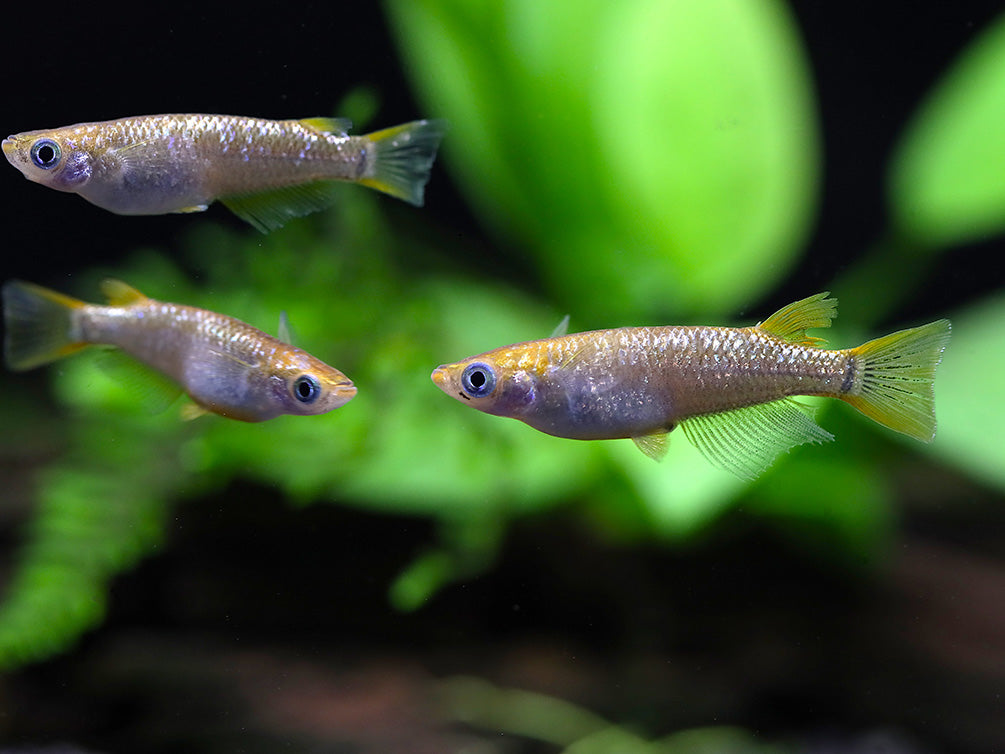 Amber Lame Medaka Ricefish (Oryzias latipes 'Amber Lame') – Tank-Bred