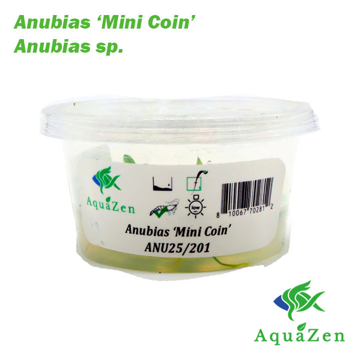 Anubias barteri 'Mini Coin' - Tissue Culture