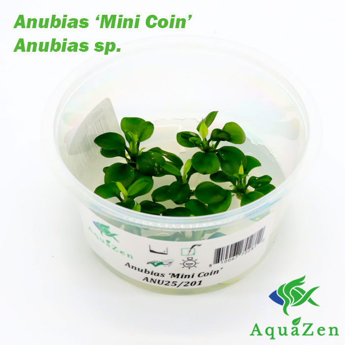 Anubias barteri 'Mini Coin' - Tissue Culture