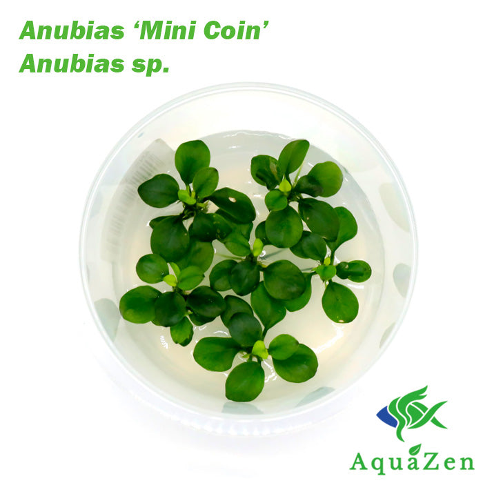 Anubias barteri 'Mini Coin' - Tissue Culture