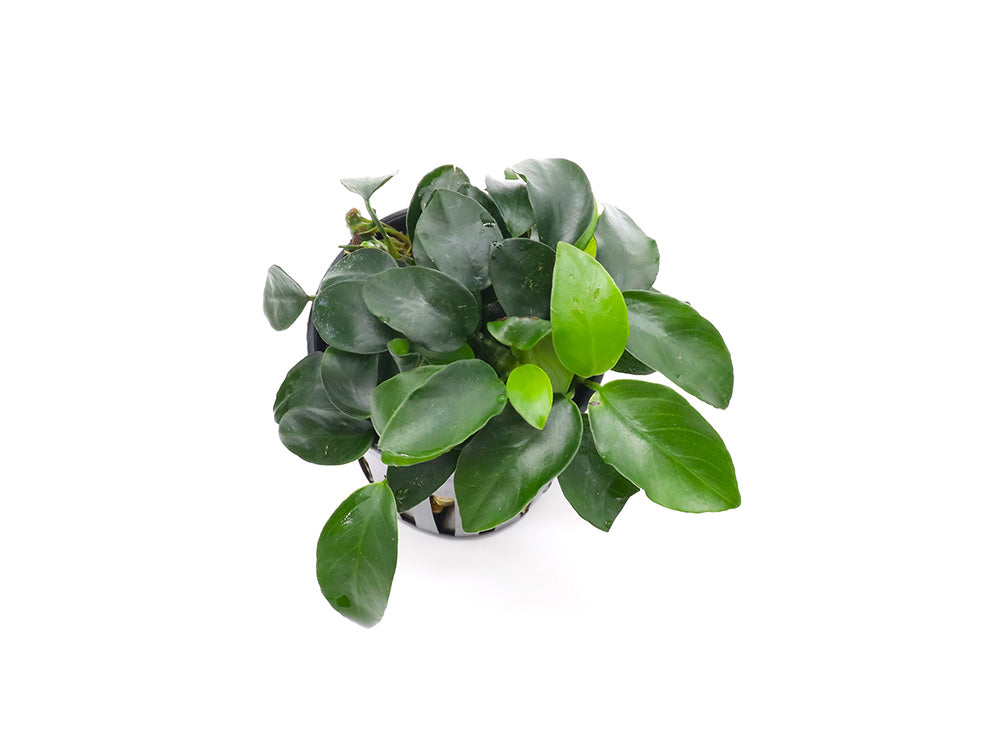 anubias barteri nana bonsai Anubias Bonsai (Anubias barteri var. nana 