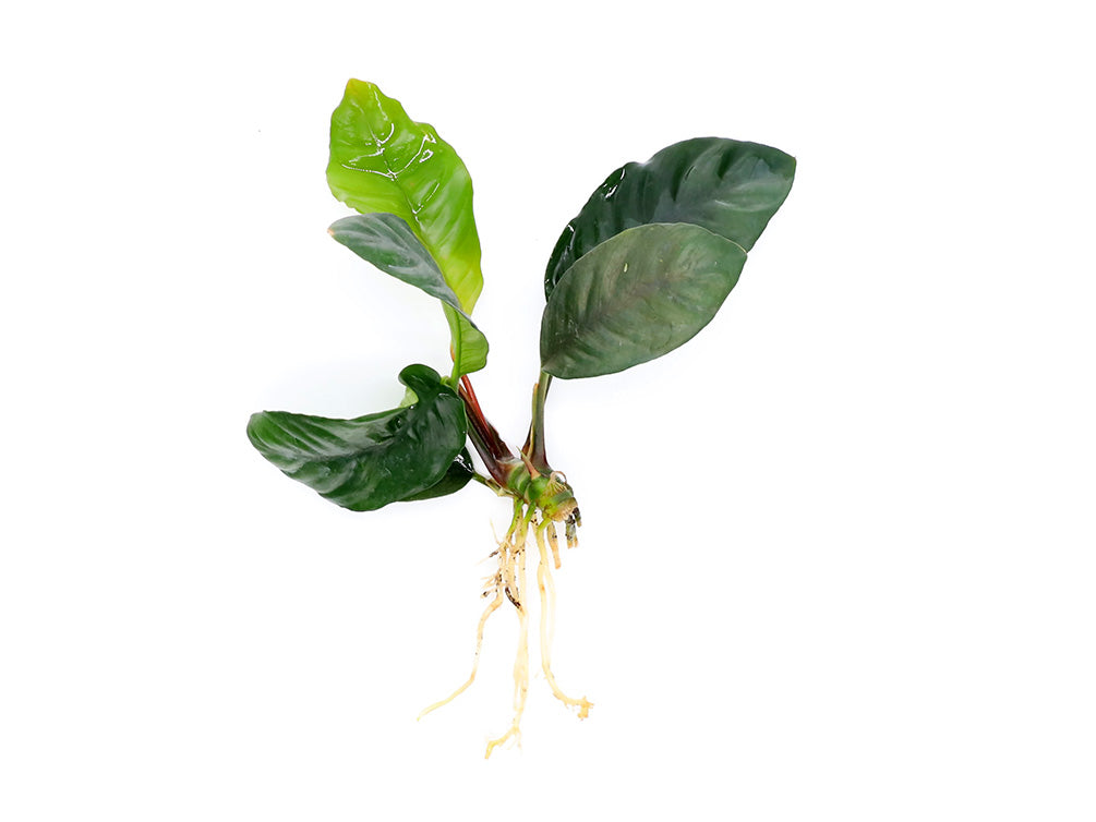 Anubias coffeefolia