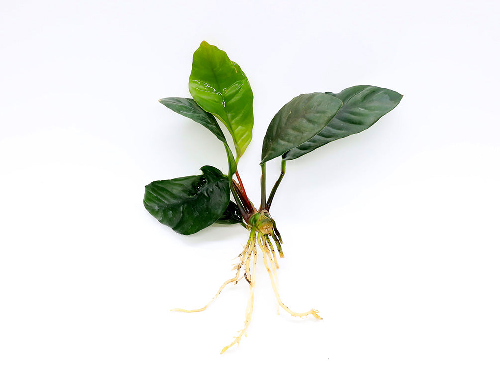 anubias plant seeds Anubias Coffeefolia, bare root