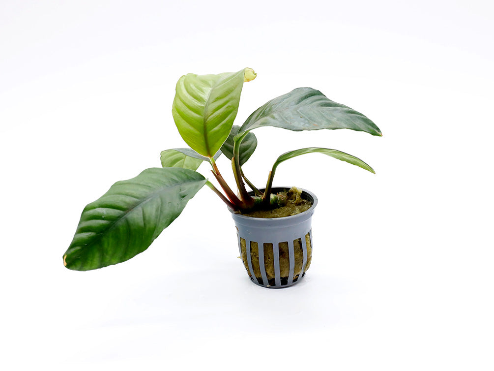Anubias coffeefolia