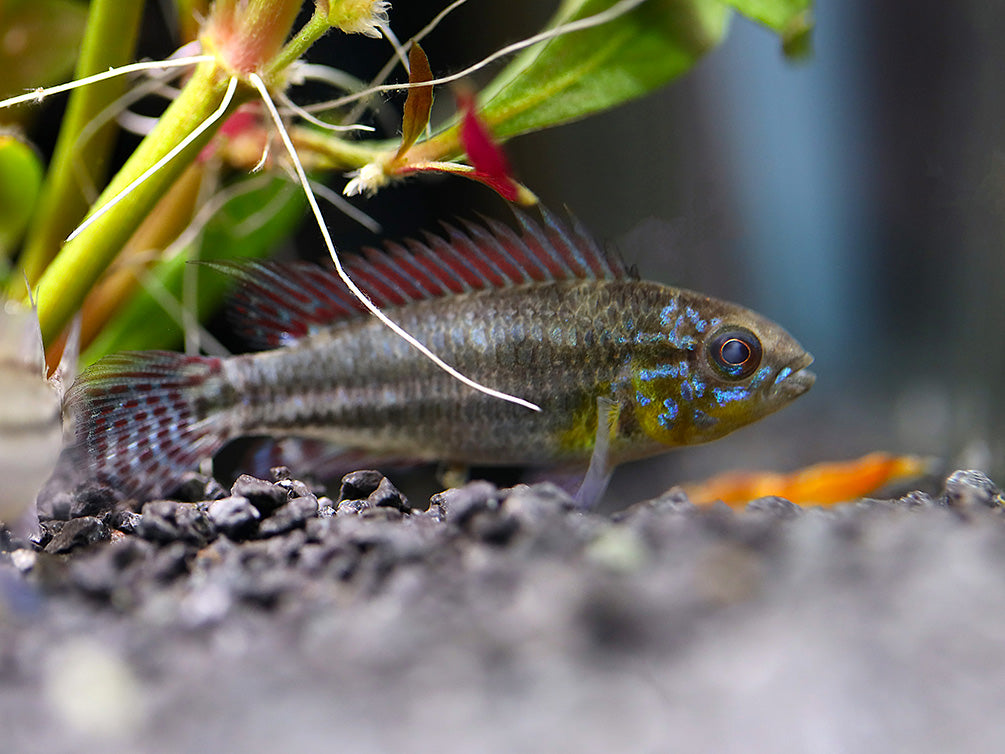 Two-Striped Dwarf Cichlid (Apistogramma bitaeniata) – Tank-Bred