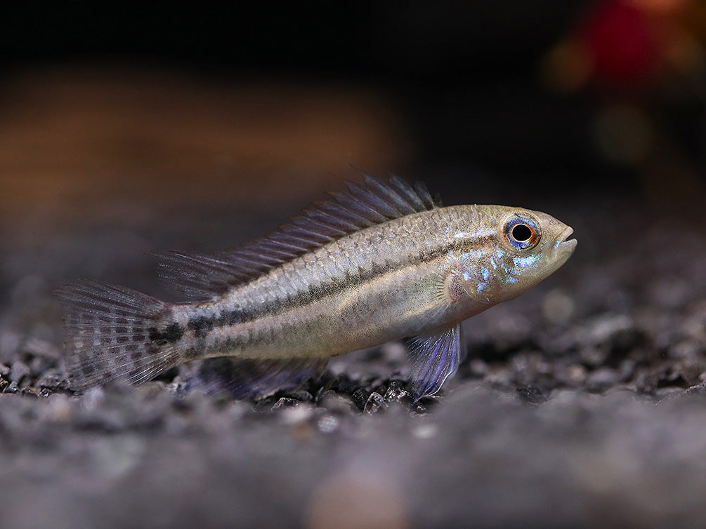 Two-Striped Dwarf Cichlid (Apistogramma bitaeniata) – Tank-Bred
