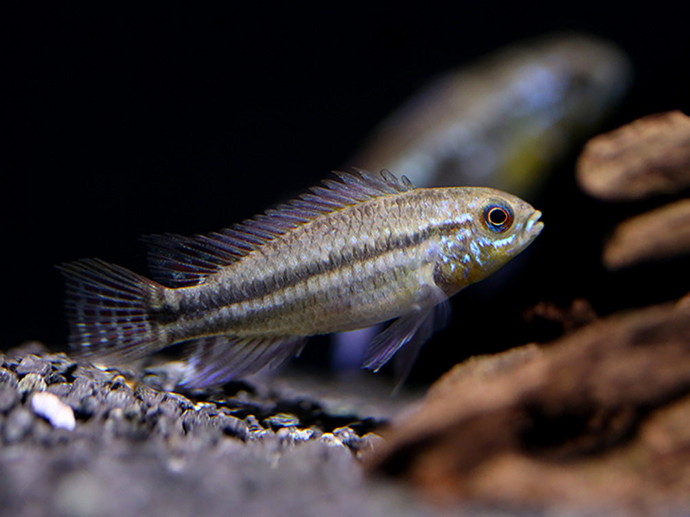 Two-Striped Dwarf Cichlid (Apistogramma bitaeniata) – Tank-Bred