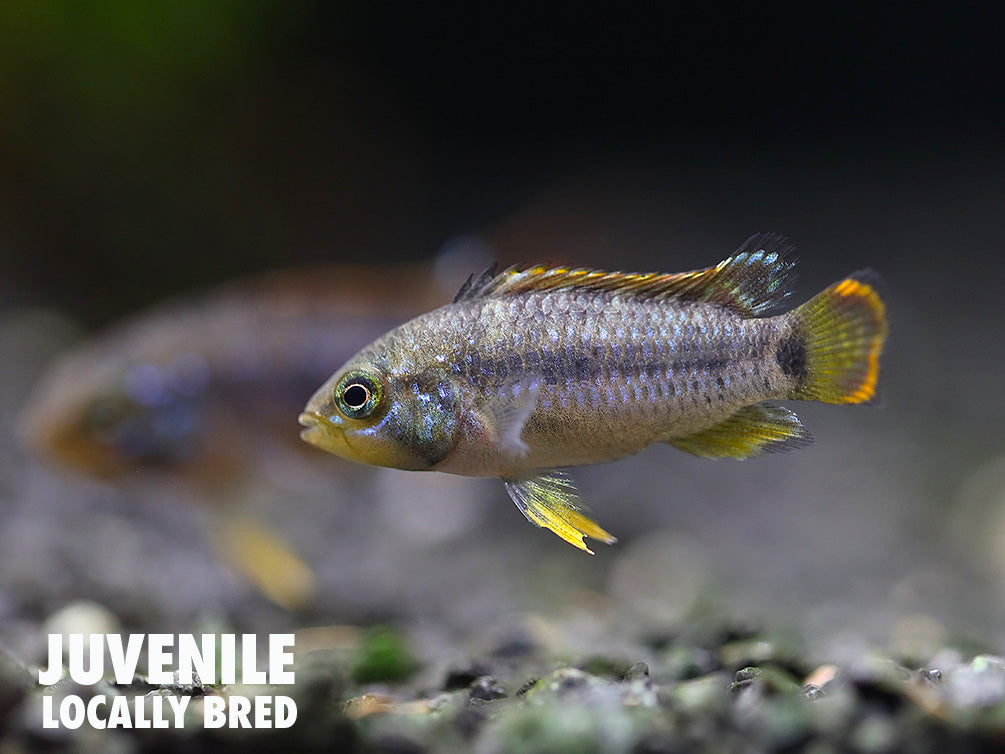 Panda Dwarf Cichlid (Apistogramma nijsseni) – Aquatic Arts