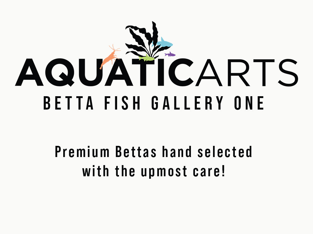 Premium Select Betta Fish (Betta splendens) - WYSIWYG Gallery One