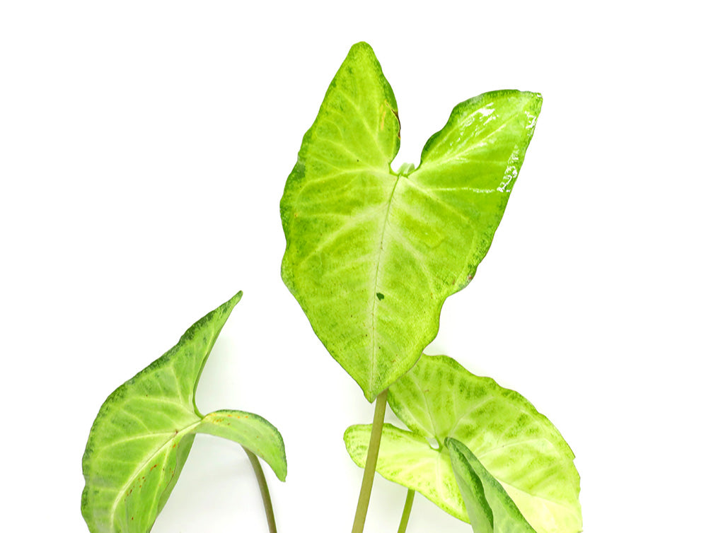 arrowhead plant air purifier Arrowhead Vine (Syngonium podophyllum) – Aquatic Arts
