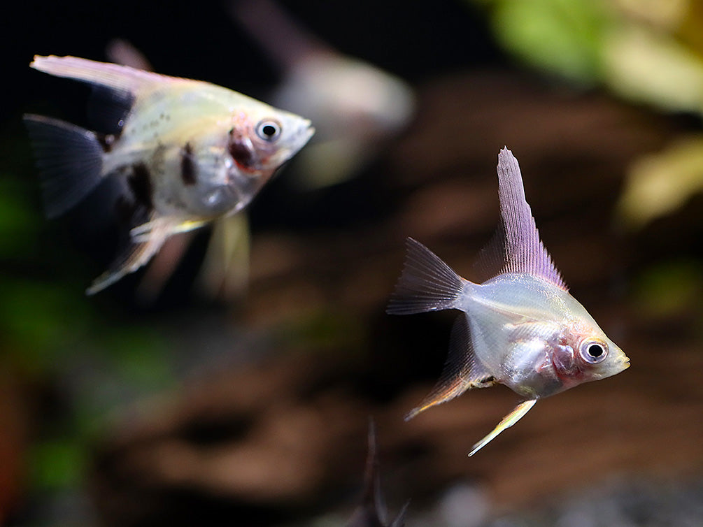 Assorted Angelfish (Pterophyllum scalare) - Bred by Aquatic Arts