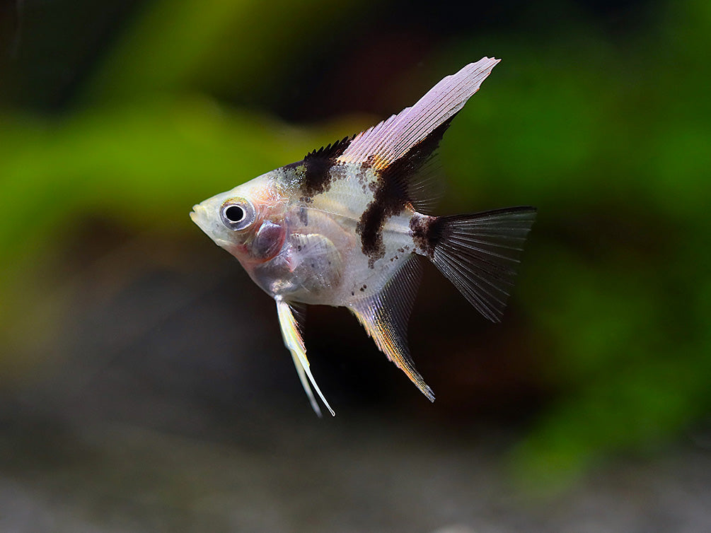Assorted Angelfish (Pterophyllum scalare) - Bred by Aquatic Arts