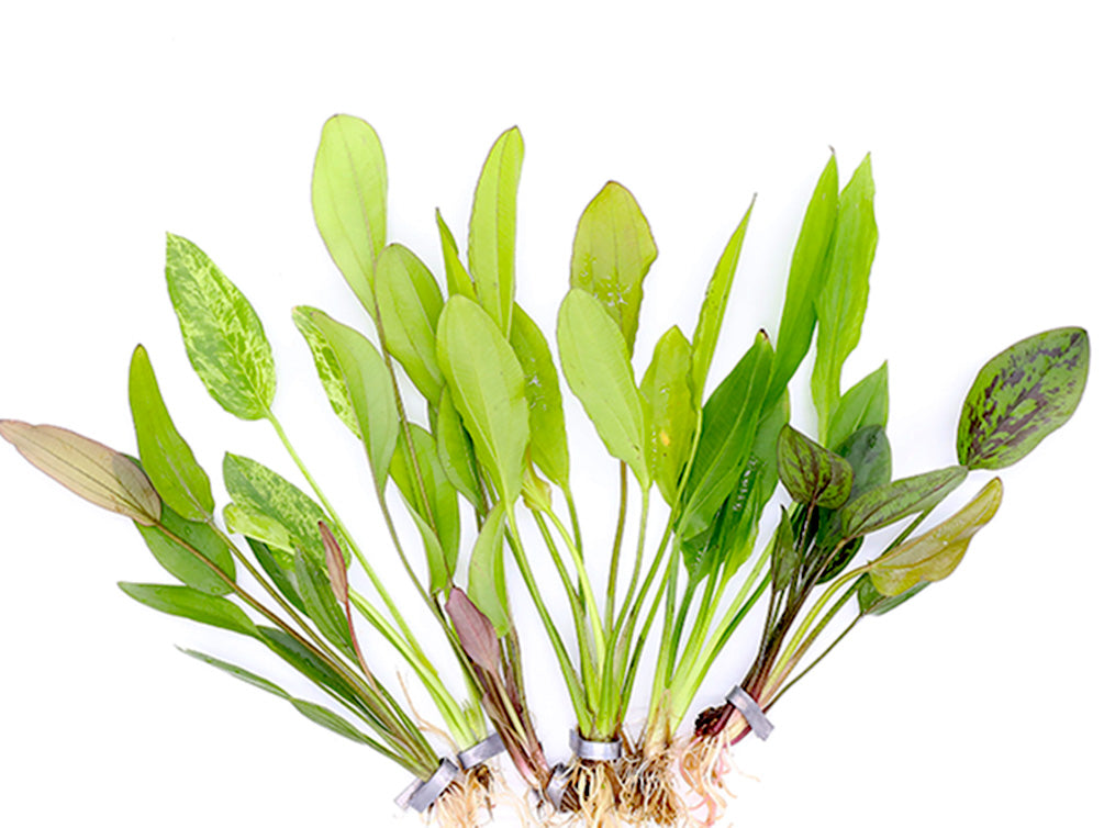sword palm plant Assorted Sword Plants (Echinodorus sp.) – Bunched or Potted, Emerged o – Aquatic Arts