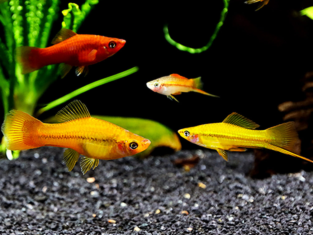 Premium Assorted Swordtails (Xiphophorus hellerii) - Tank Bred