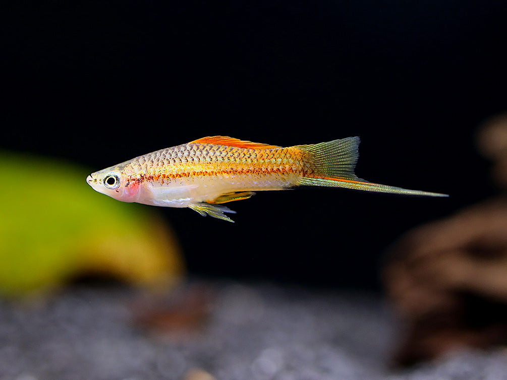 Premium Assorted Swordtails (Xiphophorus hellerii) - Tank Bred