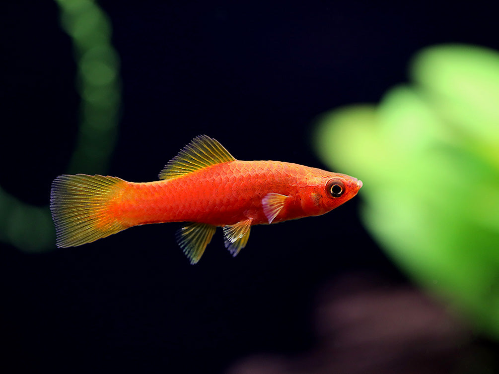 Premium Assorted Swordtails (Xiphophorus hellerii) - Tank Bred